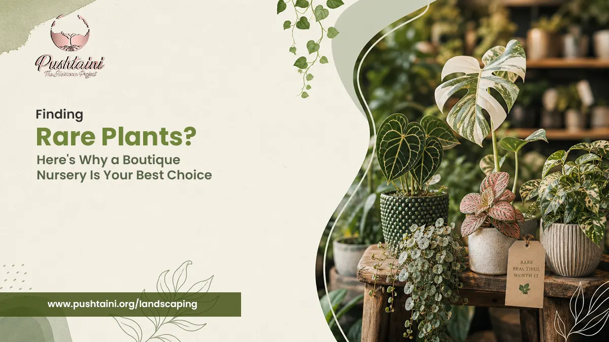 Finding Rare Plants? Here's Why a Boutique Nursery Is Your Best Choice