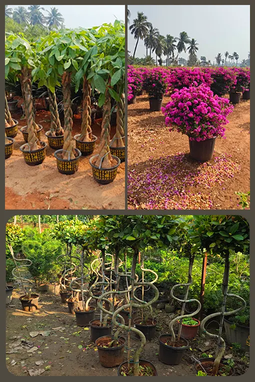 Garden Nursery & Plants